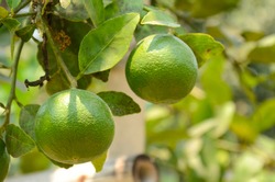 Lemon . Cultivation.green lemon - lemon tree -limes - lime tree.green lemons hanging on tree.Lemon hanging on a tree.Lemon tree branch with lemons and leaves in background.
