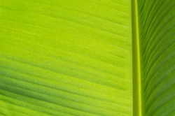the banana leaf backlit Sun Abstract background .Texture background of backlight fresh green Leaf.Banana leaf backlit Sun,Abstract background of A Lot Green leaves surface