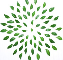 The composition, pattern of green leaves on a white background, top view, flat