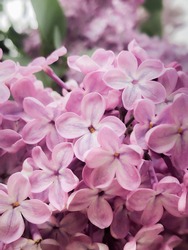 Macro photo of lilac flowers, light purple and so tender, you will also find a five-petal lucky flower 