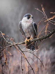 Peregrine falcon (Falco peregrinus) sitting on dry tree. Peregrine falcon in autumn tree. Autumn sun background. Peregrine falcon portrait.