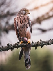 Common kestrel (Falco tinnunculus) sitting on tree and holding hunted mouse. Common kestrel in the forest. Common kestrel portrait. Bird of prey with mouse.