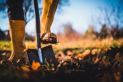 Worker digs soil with shovel in colorful autumn garden, agriculture concept autumn detail. Mans yellow boot or shoe on spade prepare for digging.