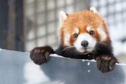 The red  panda or lesser panda. Asahiyama zoo asahikawa-city hokkaido,Japan