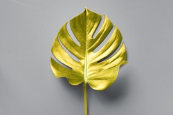 Tropical golden leaf of monstera over grey background. Top view, copy space. Minimal summer concept. Demonstrating trendy Color of the Year 2021. Illuminating Yellow and Ultimate Gray. 