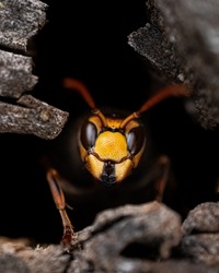 Wasp Antenas Predator Insect Bug 