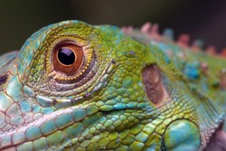 Green Iguana closeup eye