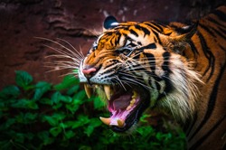 The majestic Sumatran Tiger is roaring