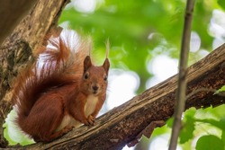 Curious red squirrel on the tree branch