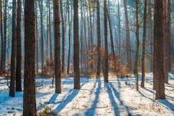 Cold winter morning in the forest. Beautiful winter scene