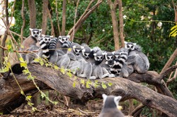 Group of ring-tailed lemurs sitting and hugging on the trunk of a tree with another lemur in the foreground that seems to be taking a group photo of them