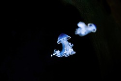 Two blue jellyfish (medusozoa) on a black background swimming in the sea