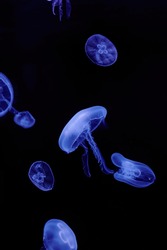 Jellyfish (medusozoa) on a black background and blue light swimming