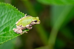 Cute Japanese tree frog rest on green leaf in a forest