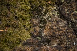 Moss-covered stone. Beautiful moss and lichen covered stone. Bright green moss Background textured in nature.