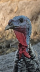 Female Turkey bird Face Look 