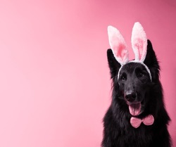 Belgian Shepherd Dog Wearing Easter Bunny Ears on a Pink Background. Image with space for text