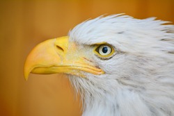 Bald Eagle white and black bird. His beak is yellow.