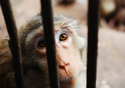 Baby Monkey in cage