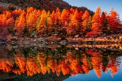 Amazing reflections of red leaves trees over Lake Arpy in the Alps of Aosta Valley, Italy