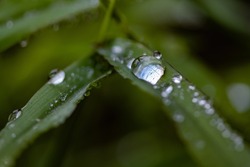 Rain drop on a fern 