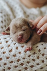 Small newborn puppy in female hands. A beautiful and cute puppy in her arms. American boule puppy. Funny little puppy.