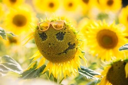 Funny sunflower with glasses in the field