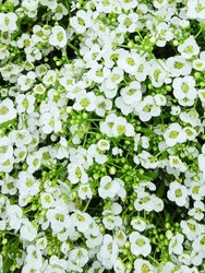 close up of white Sweet Alyssum flower bed