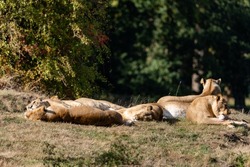 pack of lions sun bathing 