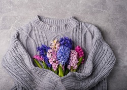A bouquet of hyacint is wrapped in a coarse knit woolen sweater. Spring composition, flat lay. Spring holidays and womens day concept
