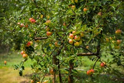 Apple trees in the garden