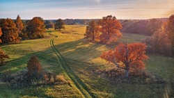 Aerial view of oak trees in autumn, shadow on meadow. Country road on green fields. Sunny aerial panorama, Belarus. Landscape with cork oaks. Beautiful colors of fall season.