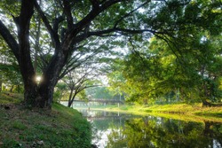 green natural landscape picture of river, the forest with a big tree foreground in the morning sunrise. 