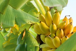 ripe gold banana on tree at agriculture garden.