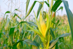 A selective focus picture of corn cob in organic corn field. 