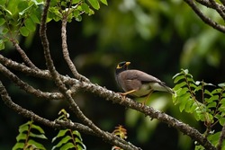 Ornithology in the Mauritius. Common myna in wild. Birds in natural world. 