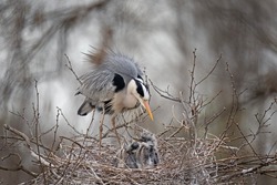 Grey heron nesting in the crown of tree. Heron on the nest. European spring wildlife.