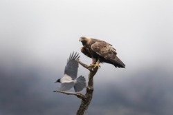 Golden eagle in the Rhodope mountains. Eagle sit on the branch. Wildlife in Bulgaria. 