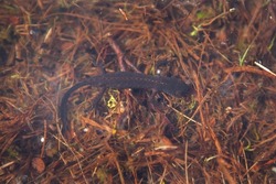Alpine newt in the spring Alps. Newt near the water. Amphibians in the nature habitat. european nature. 