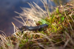 Alpine newt in the spring Alps. Newt near the water. Amphibians in the nature habitat. european nature. 