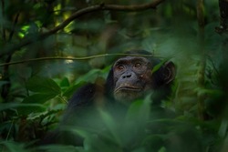 Chimpanzee in the forest. Chimp in the protected Kibale forest. Safari in Uganda. African wildlife.	