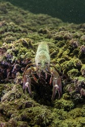 Crayfish is walkin on the river bottom. Invasive crustacean in Traun river. European nature. 