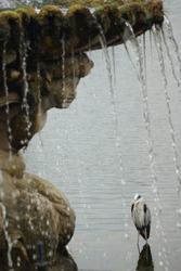 Grey heron by a fountain