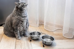 fat British cat sits in front of an empty bowl and waits for food. Concept on the topic of a diet for fat animals