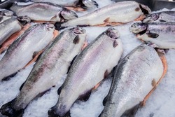 freshly caught Atlantic salmon lies on ice in a supermarket or fish shop