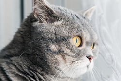 British cat looking intently at the window. Focus on cat eyes