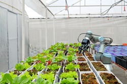 Modern organic farmhouse adopts the technology of robotic industry to apply for used in vegetable plots to work and help harvest on  concept of Smart Farming  4.0 and Industry 4.0.