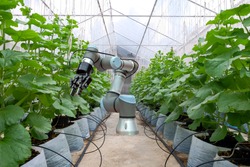 Smart robot installed on melon  greenhouse for care and assist farmers harvest melon fruit, smart farm 4.0 on modern agriculture concept.