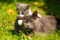 Kitten mother cat kisses. Cat hugs kitten and presses his face to the kitten. Cat tightly holding the baby kitten. The cat is gray, fluffy. Family of cats.