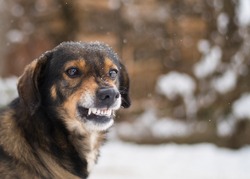 Angry  dog shows teeth. Pets. Wicked aggressive dog. Angry dangerous  dog protection barking attacks. 